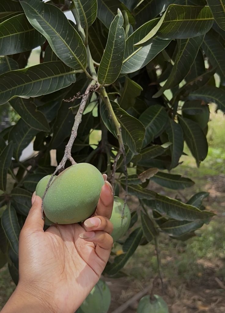 Premium Anwar Ratol Original — Fresh Pakistani Mangoes