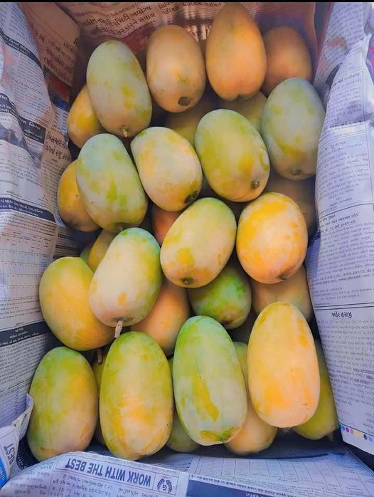 Premium Dusehri Export Grade Mango — Fresh Pakistani Mangoes