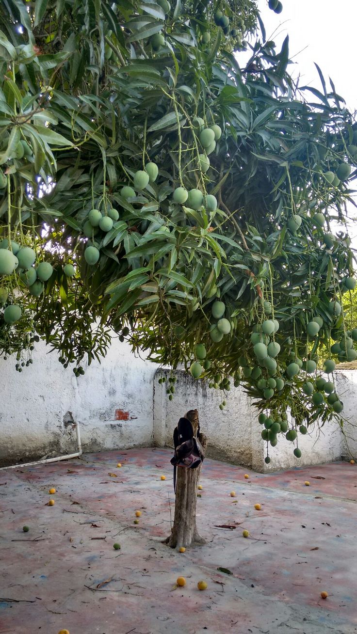 Premium Anwar Ratol Original — Fresh Pakistani Mangoes