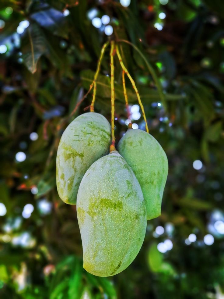 Premium Sindhri Export Grade Mango — Fresh Pakistani Mangoes