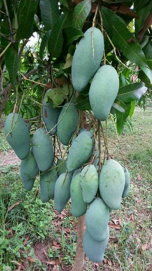 Premium Sindhri Export Grade Mango — Fresh Pakistani Mangoes