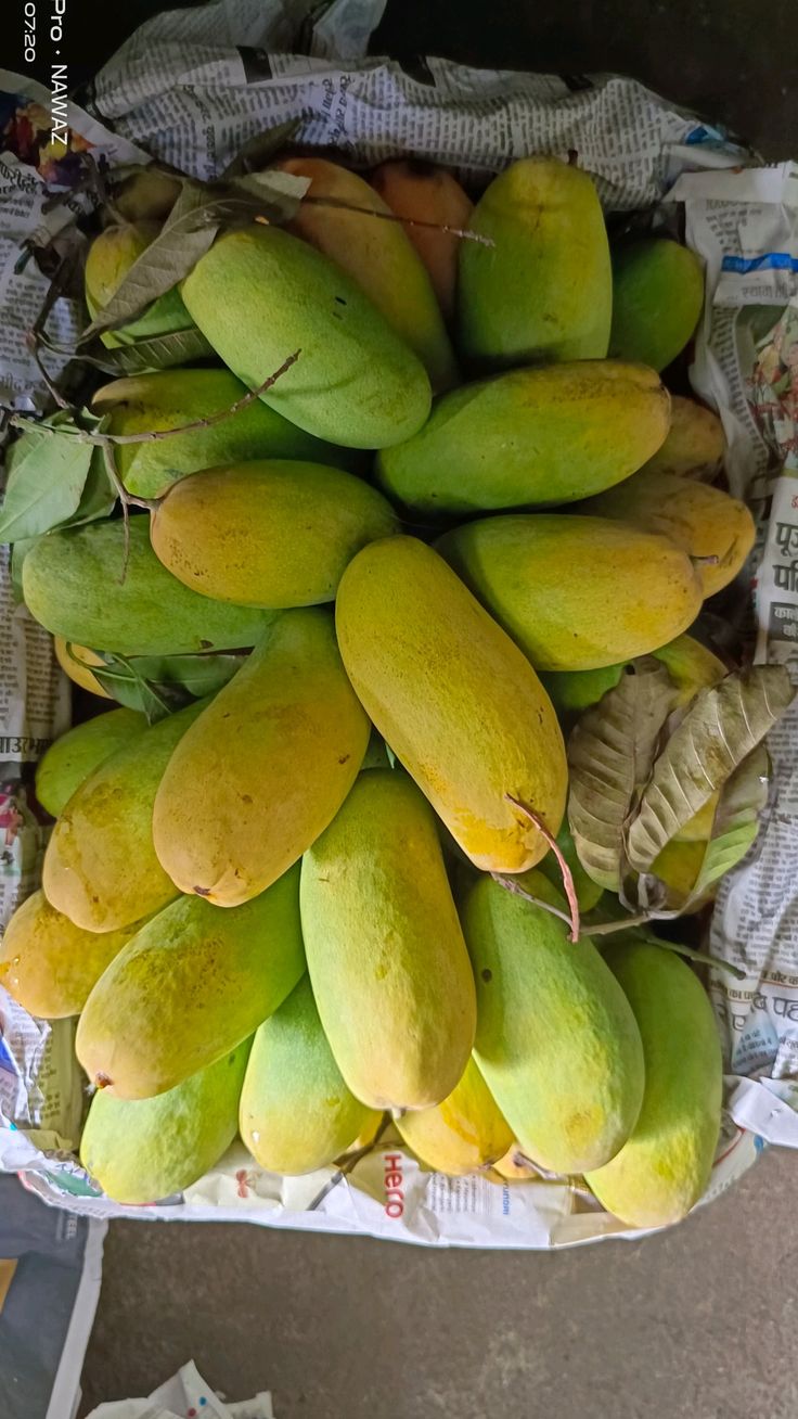 Premium Dusehri Export Grade Mango — Fresh Pakistani Mangoes