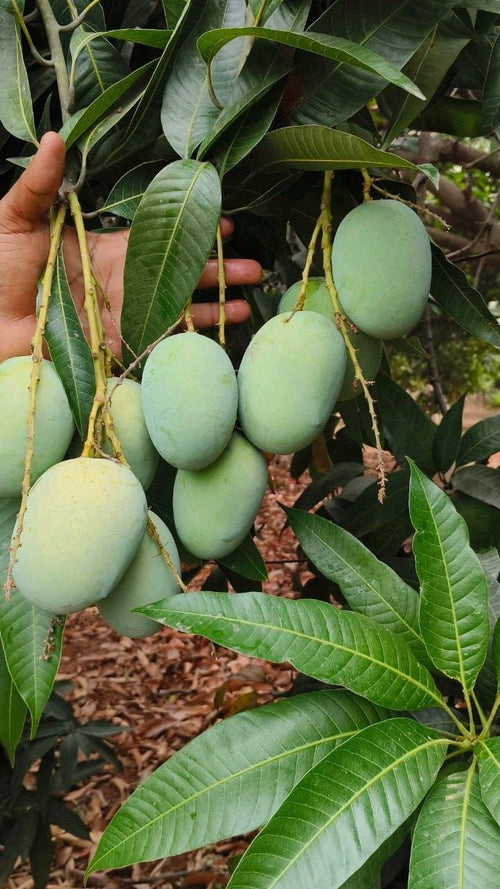 Premium Anwar Ratol Original — Fresh Pakistani Mangoes